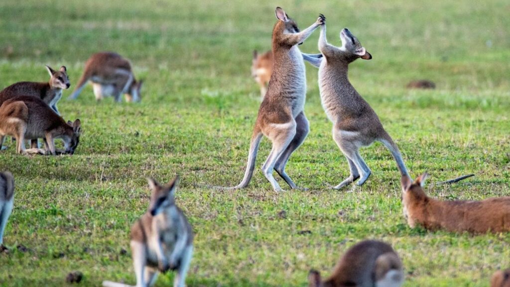 australia