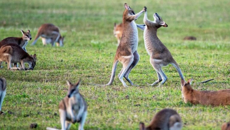 australia