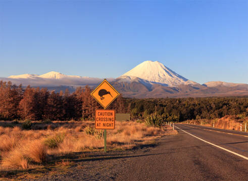 moving home to new zealand