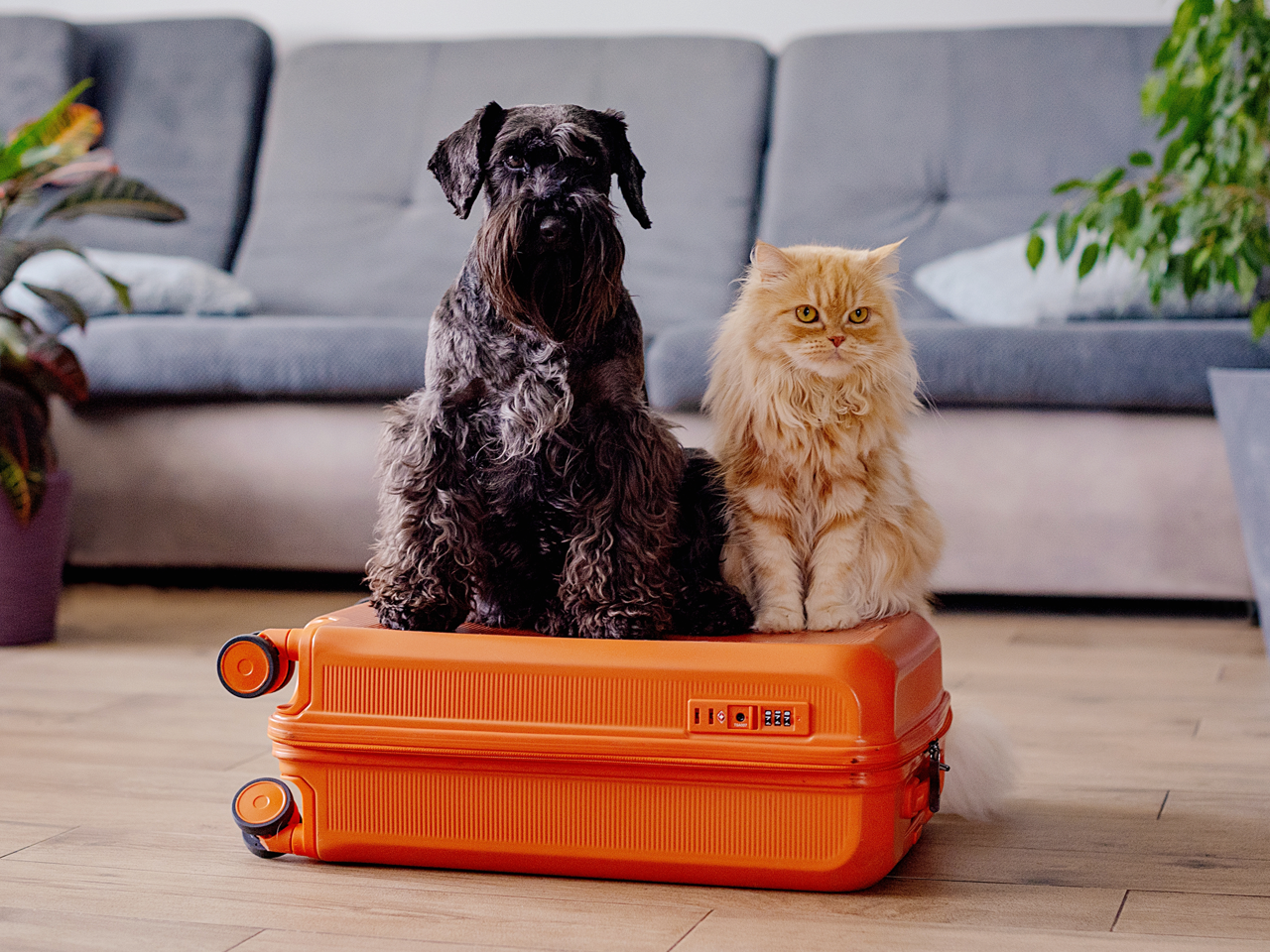John Mason Pets International Relocation Services