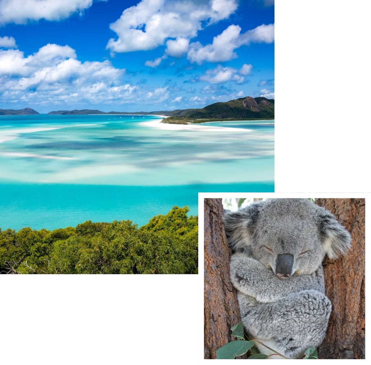 pet relocation australia