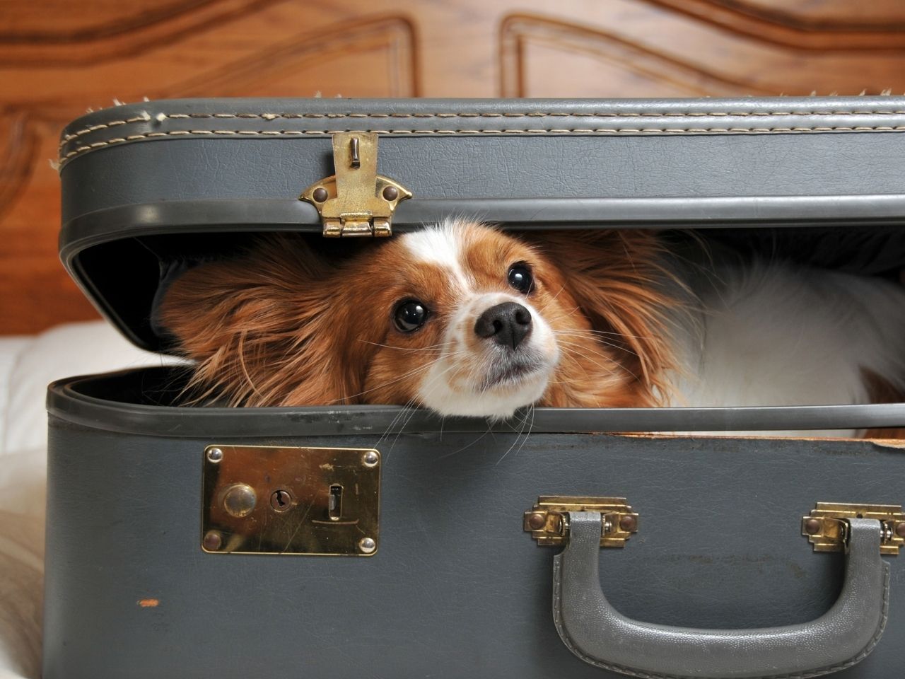 pet relocation qatar