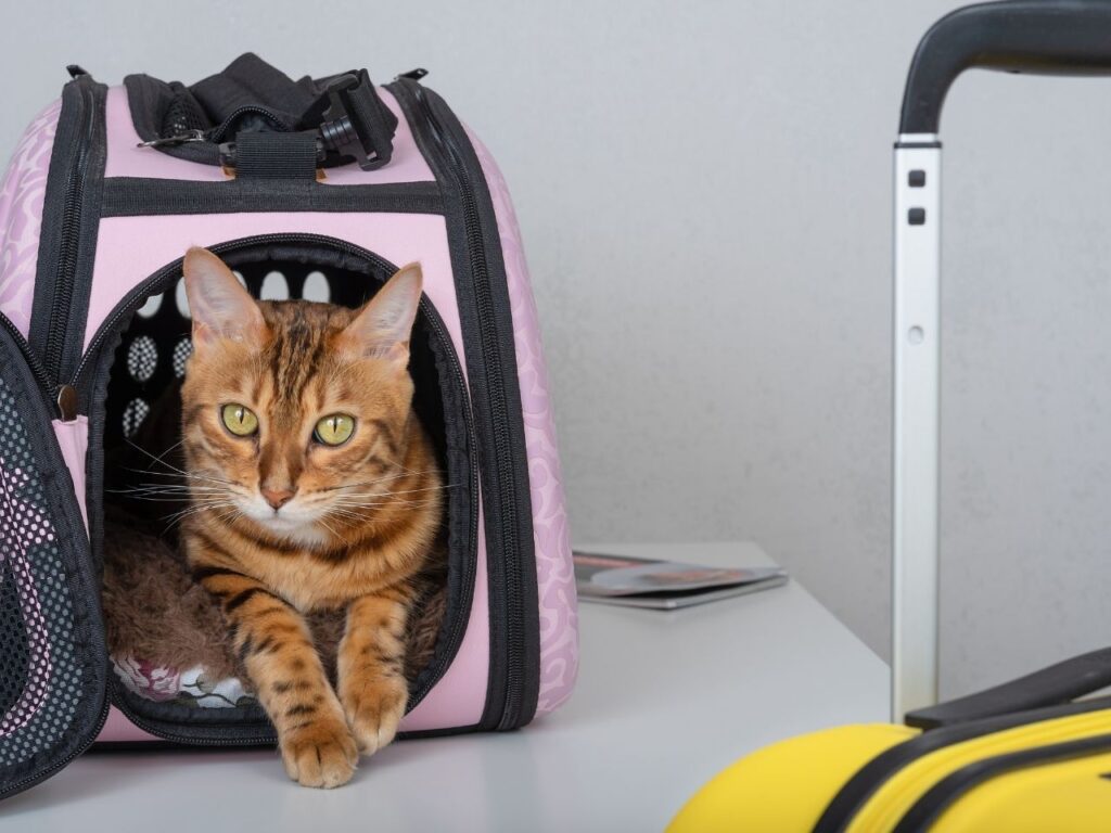 pet relocation saudi arabia
