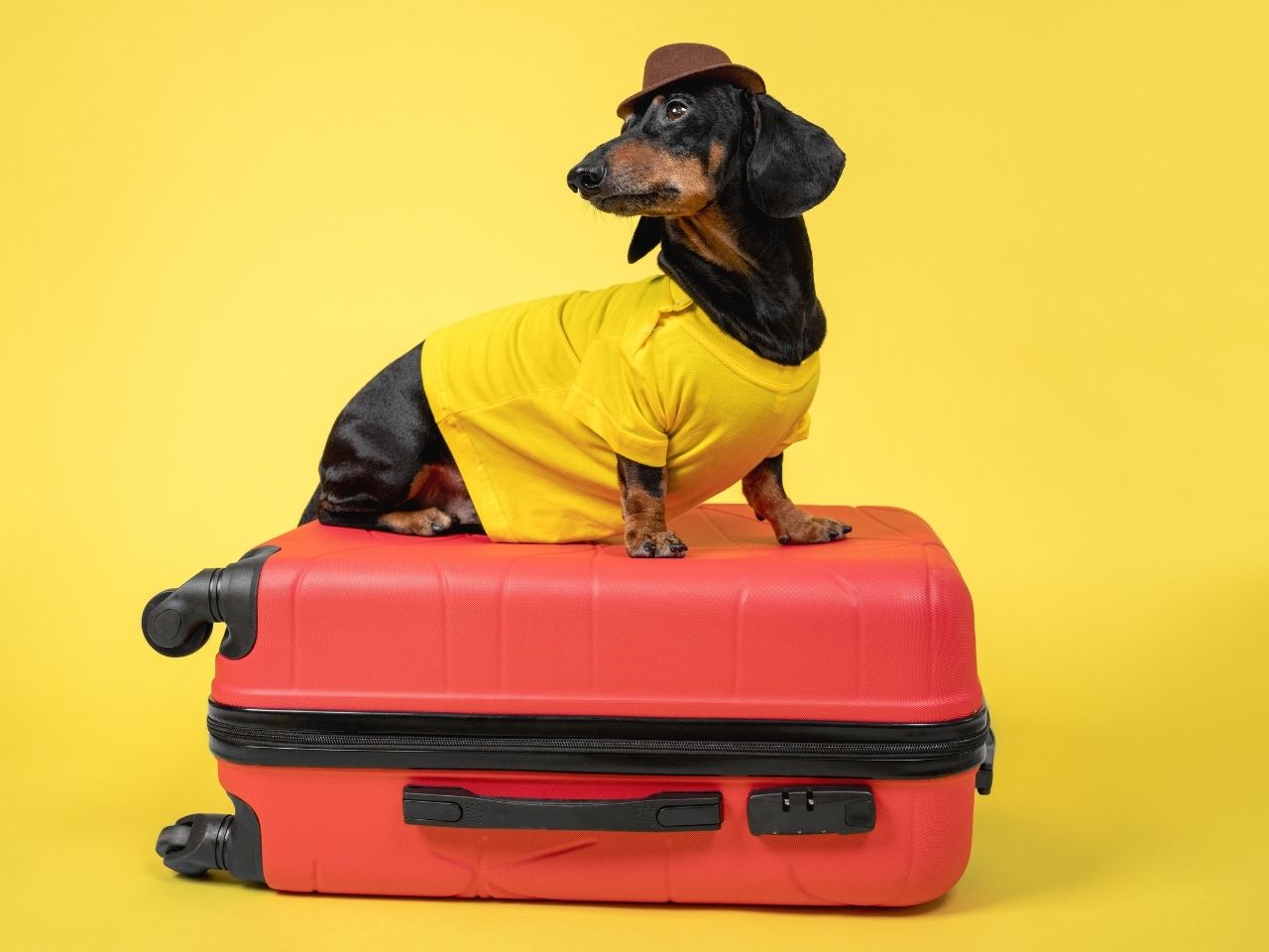 pet relocation uae