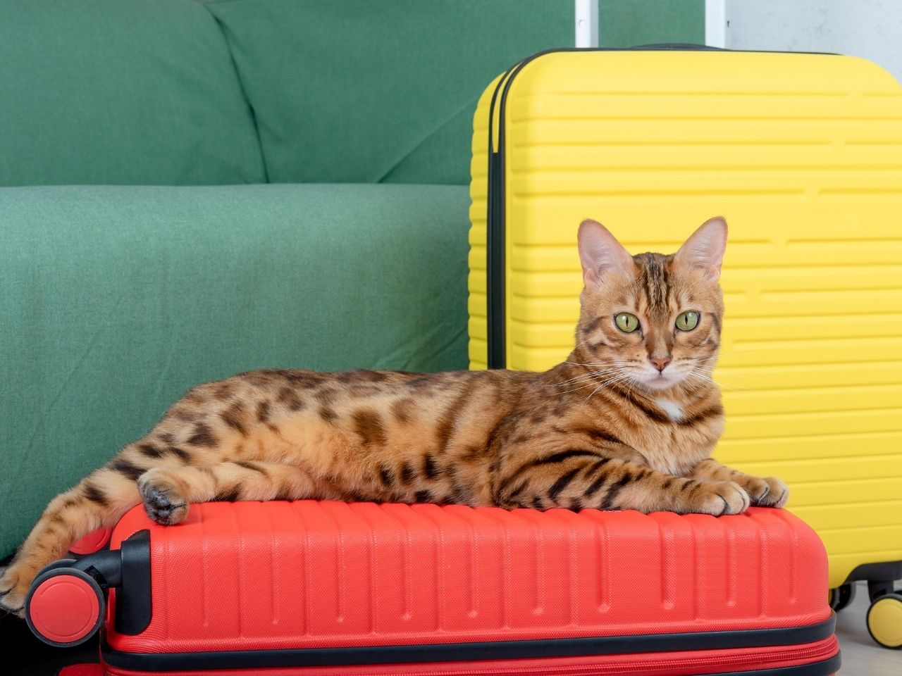 pet relocation abu dhabi