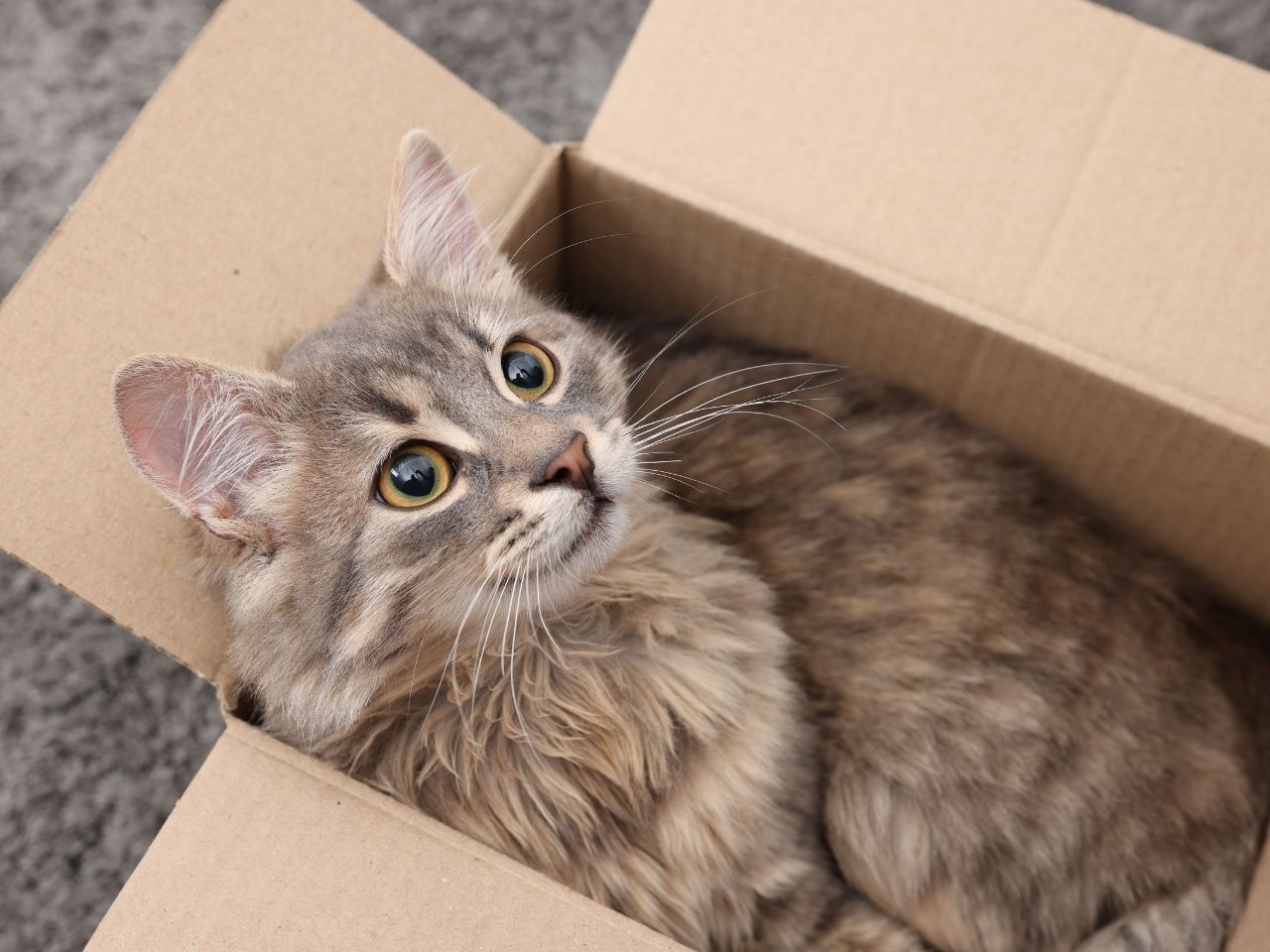 pet relocation australia