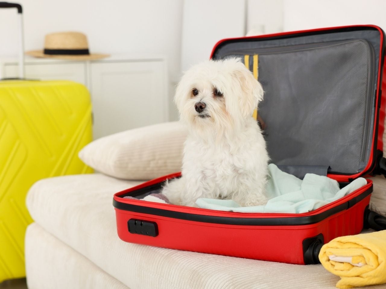 pet relocation to bahrain
