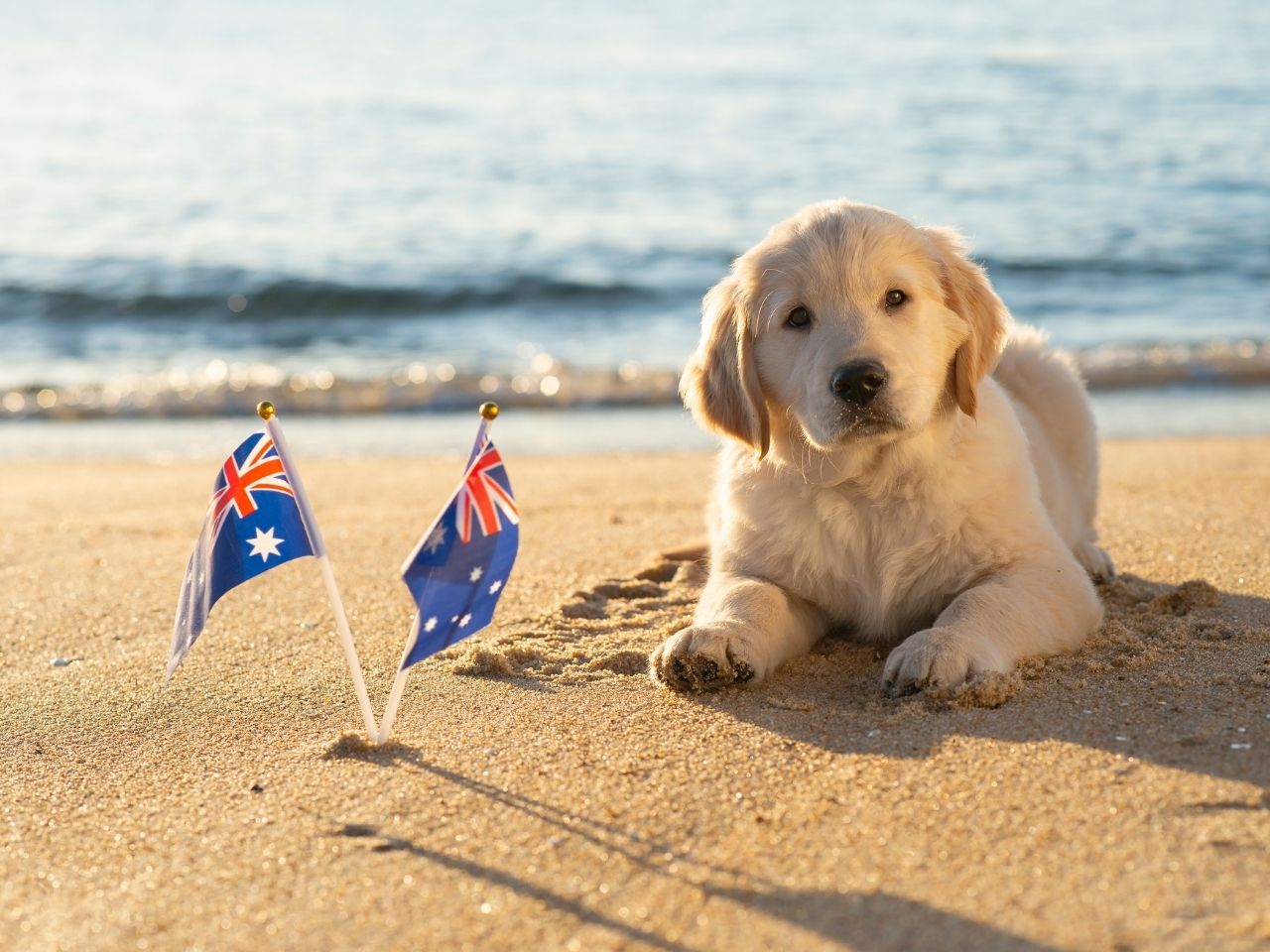australia pet relocation