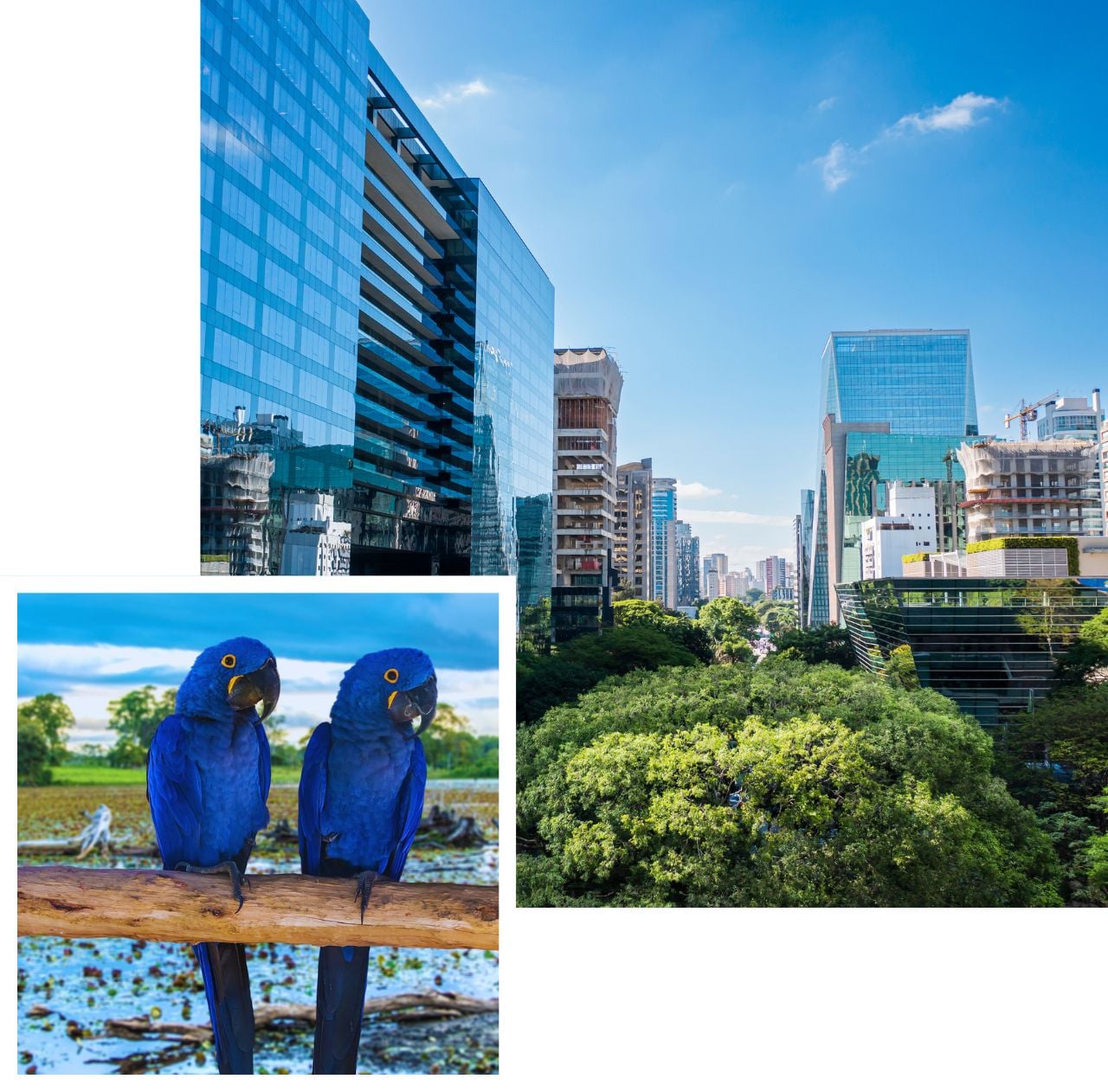 International removals to brazil