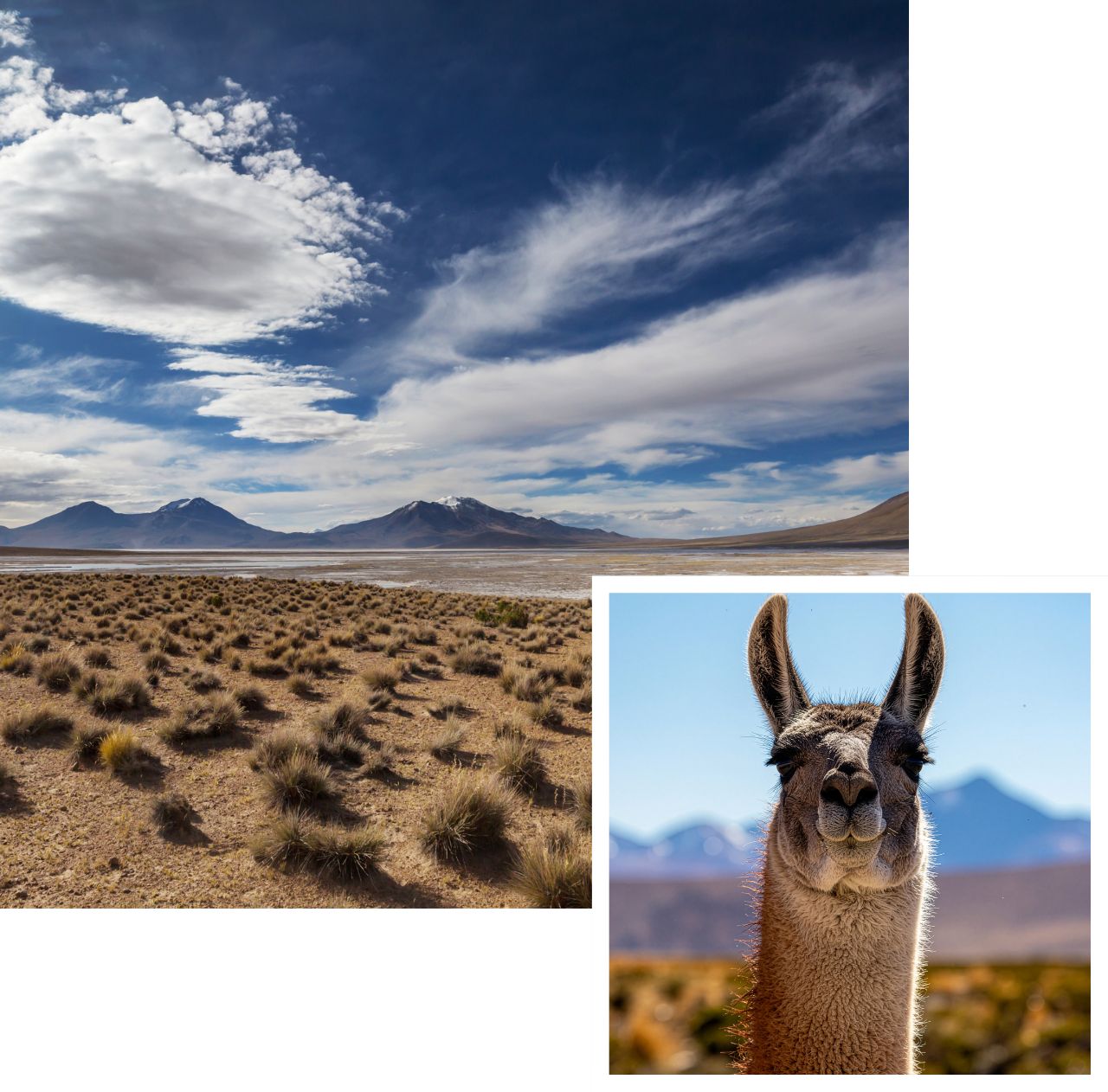 International removals to Chile