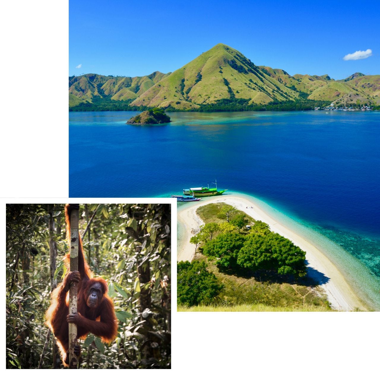 international removals to indonesia